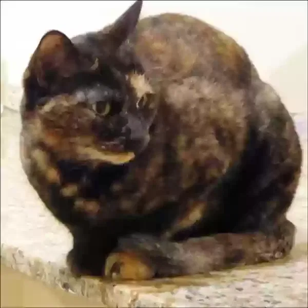 Lost cat in Santa Fe, NM, 87505
