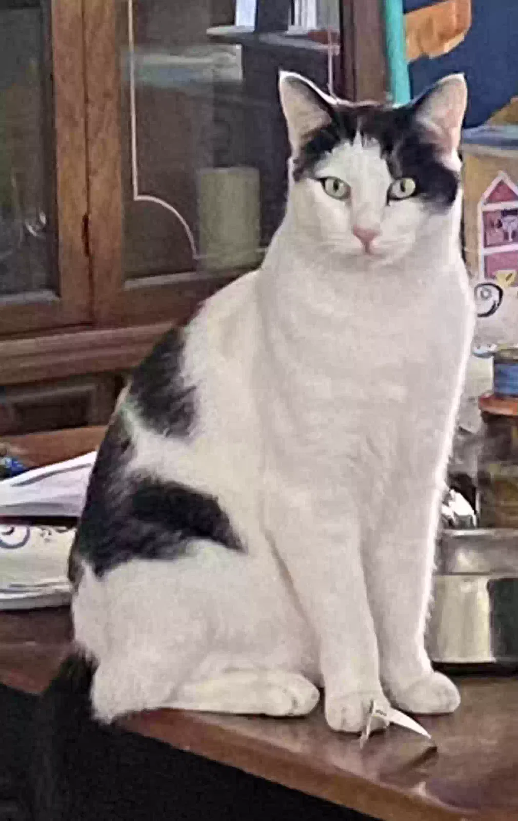 Lost cat in Modesto, CA, 95354