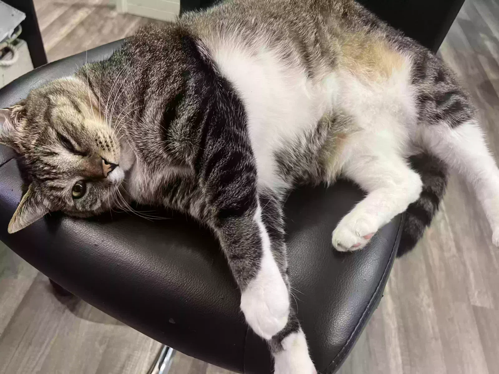 Lost cat in Oceanside, CA, 92056
