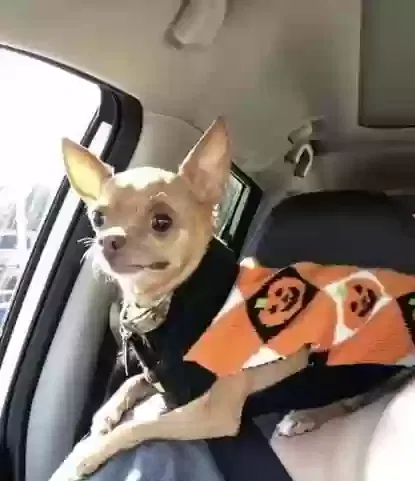 Lost dog in Huntsville, AL, 35810