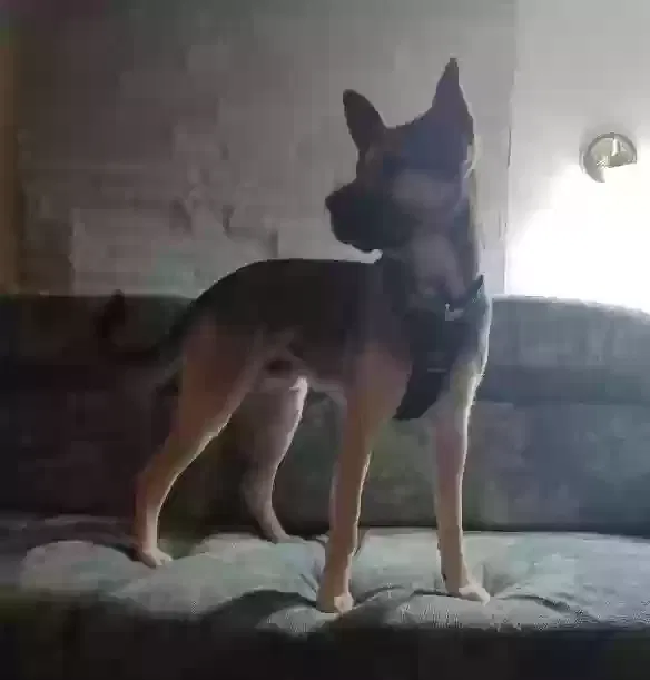 Lost dog in El Cajon, CA, 92020