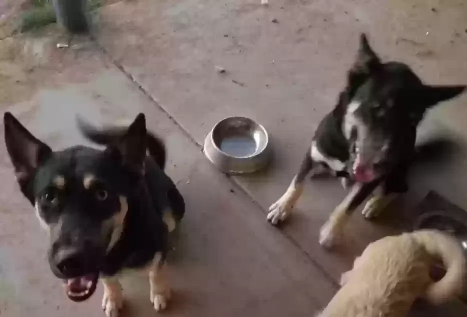 Lost dog in Mesa, AZ, 85208