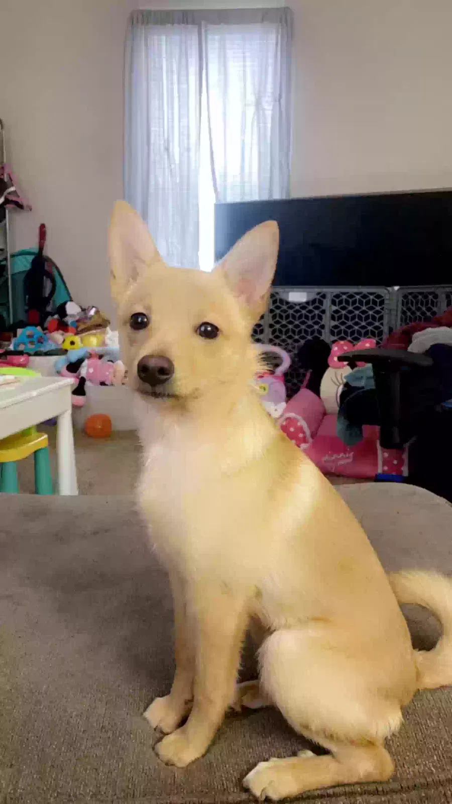 Lost dog in Elkhart, IN, 46514
