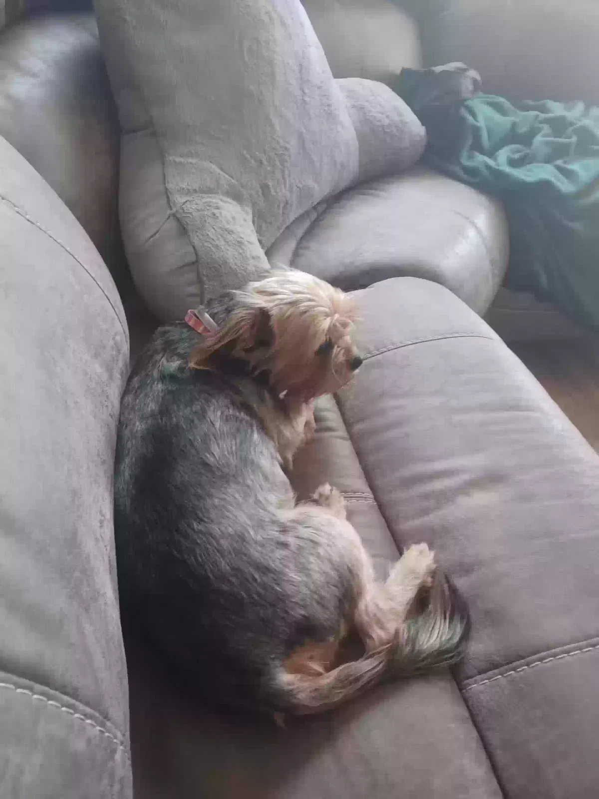 Lost dog in Birmingham, AL, 35210