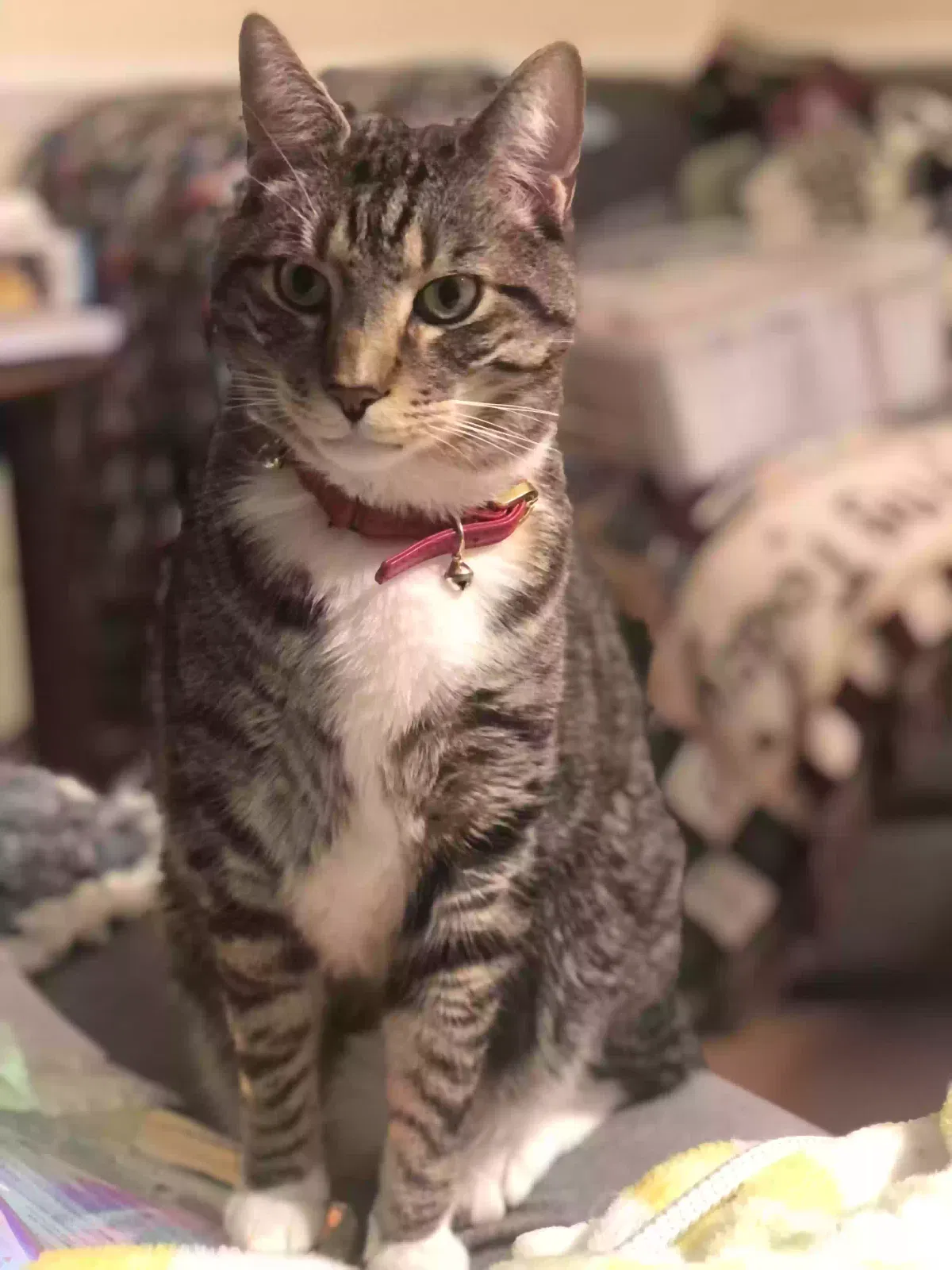 Lost cat in Manassas, VA, 20111