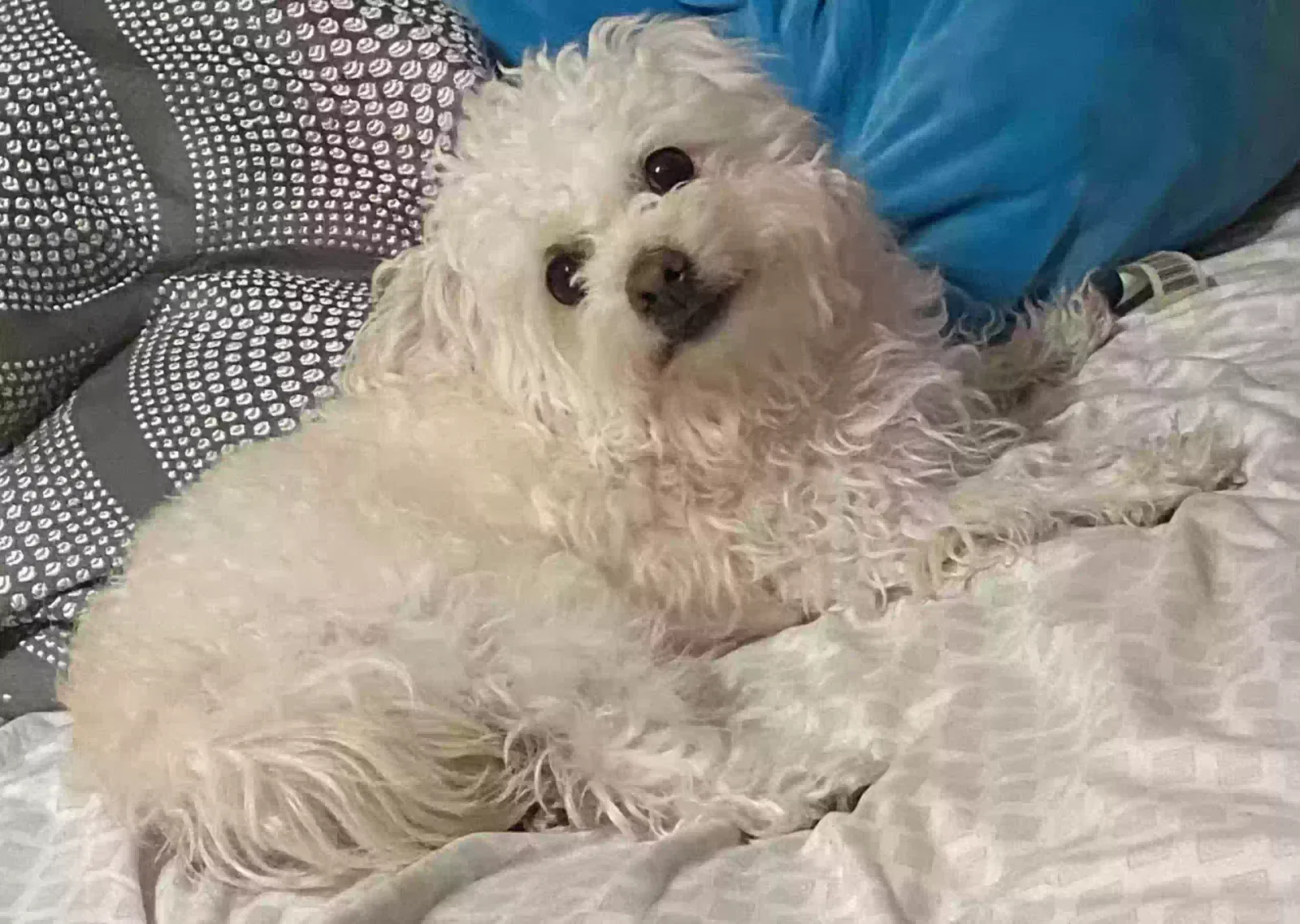 Lost dog in Oakland, CA, 94603
