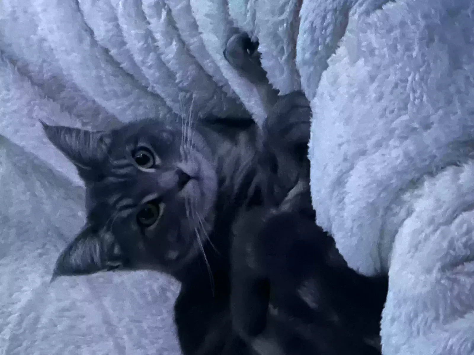 Lost cat in Salt Lake City, UT, 84119
