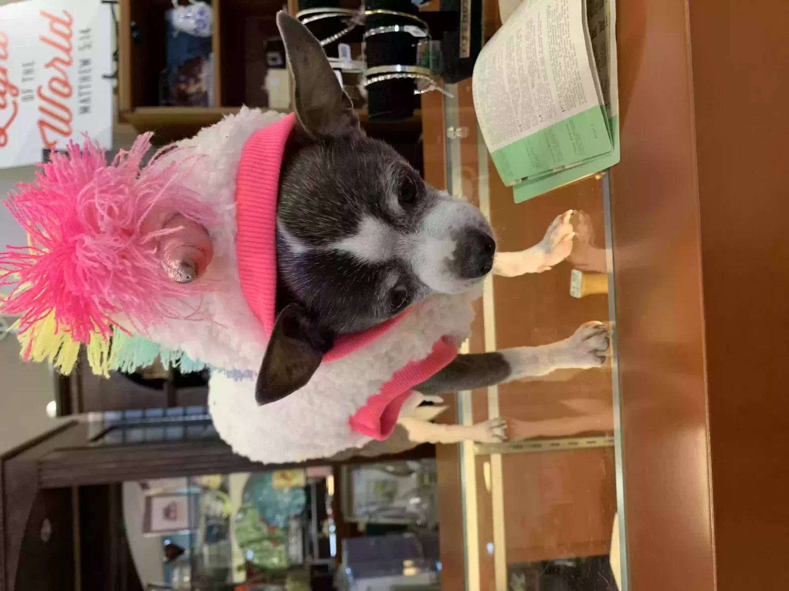 Lost dog in Portland, OR, 97219
