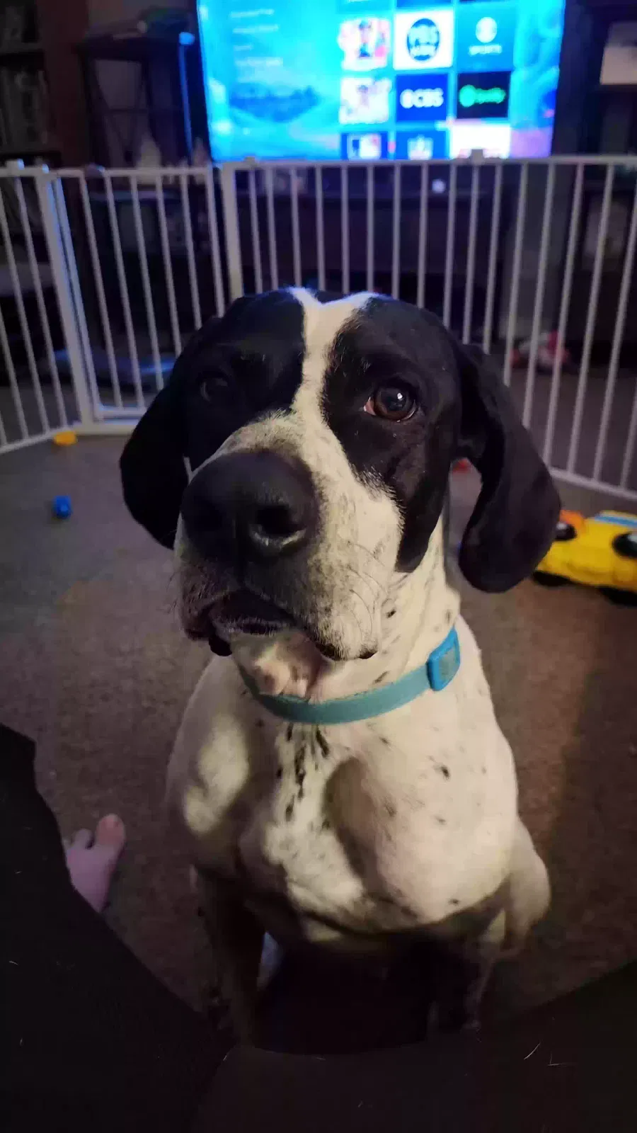 Lost dog in Mesa, AZ, 85205