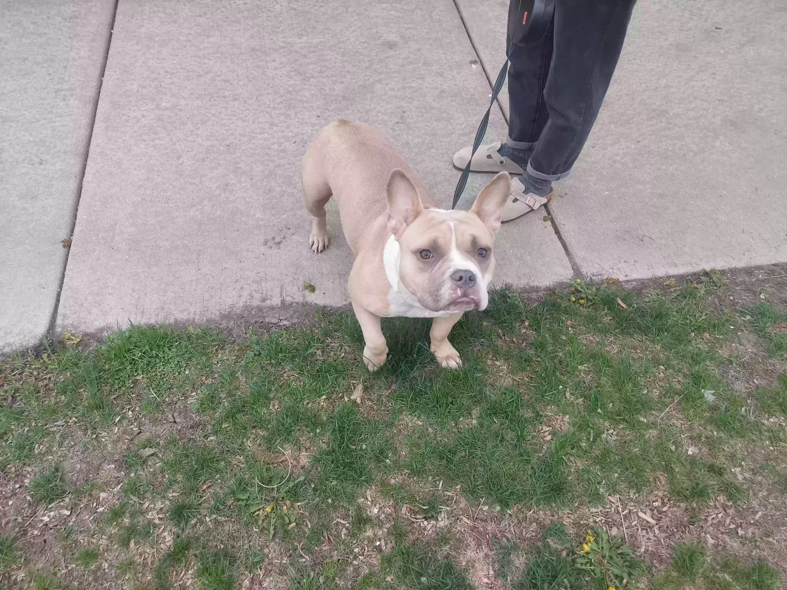 Found dog in Chicago, IL, 60618