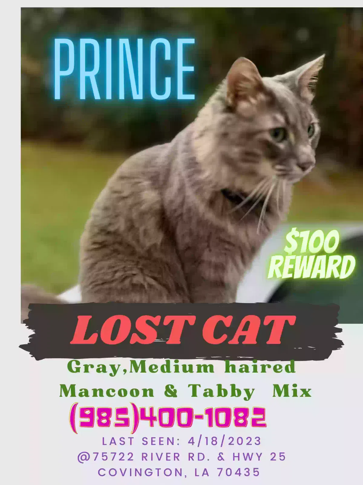 Lost cat in Covington, LA, 70435
