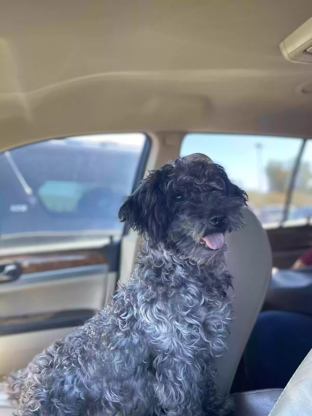 Lost dog in San Antonio, TX, 78212