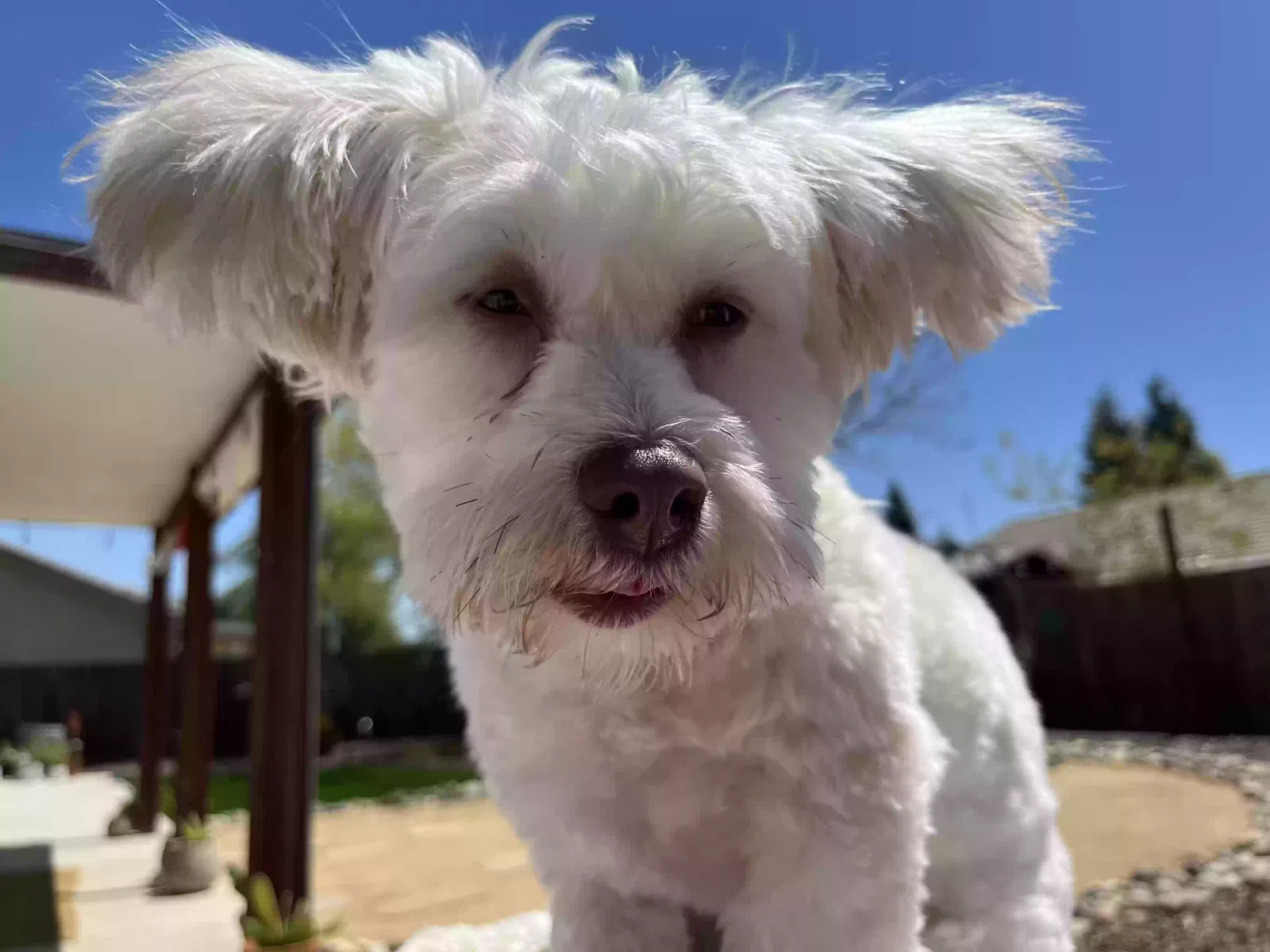 Lost dog in Visalia, CA, 93291