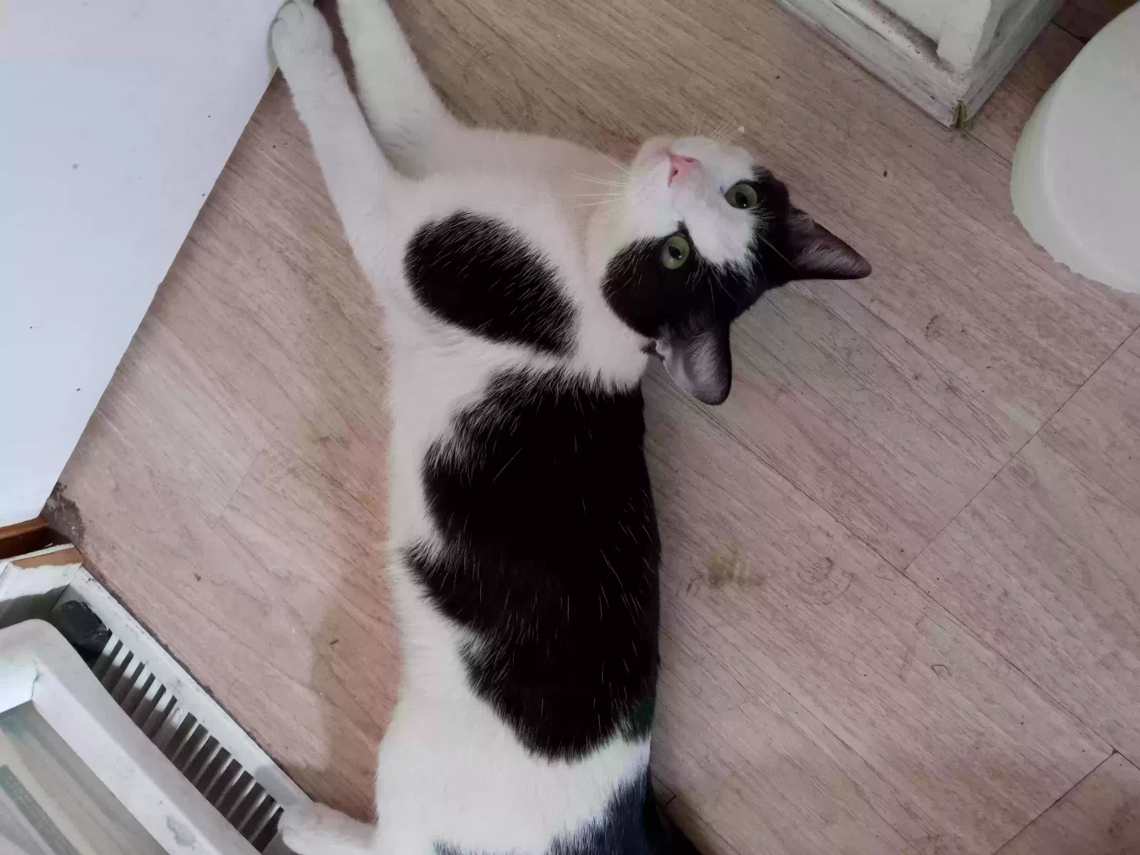 Lost cat in San Jacinto, CA, 92583