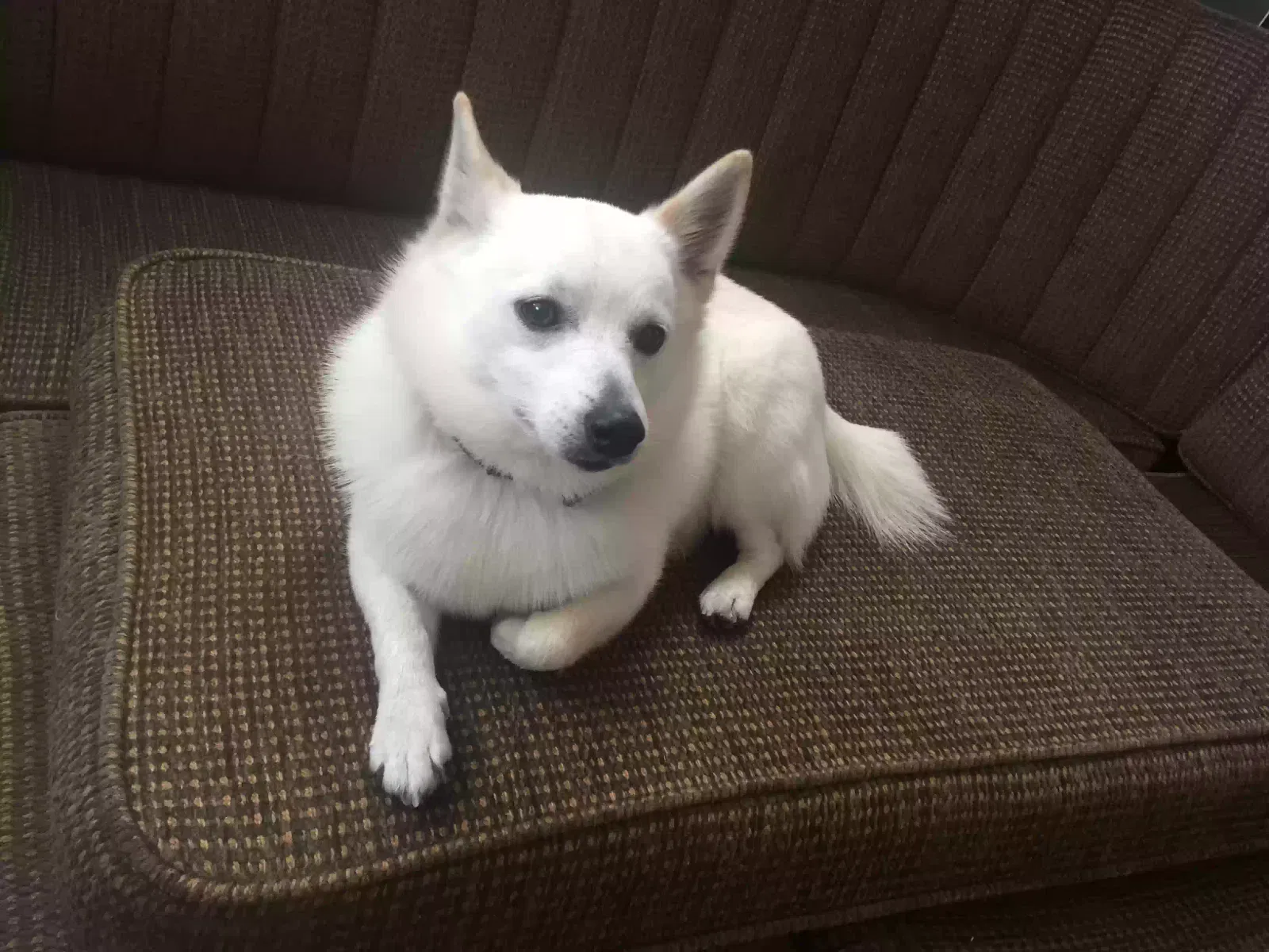 Lost dog in Bogalusa, LA, 70427