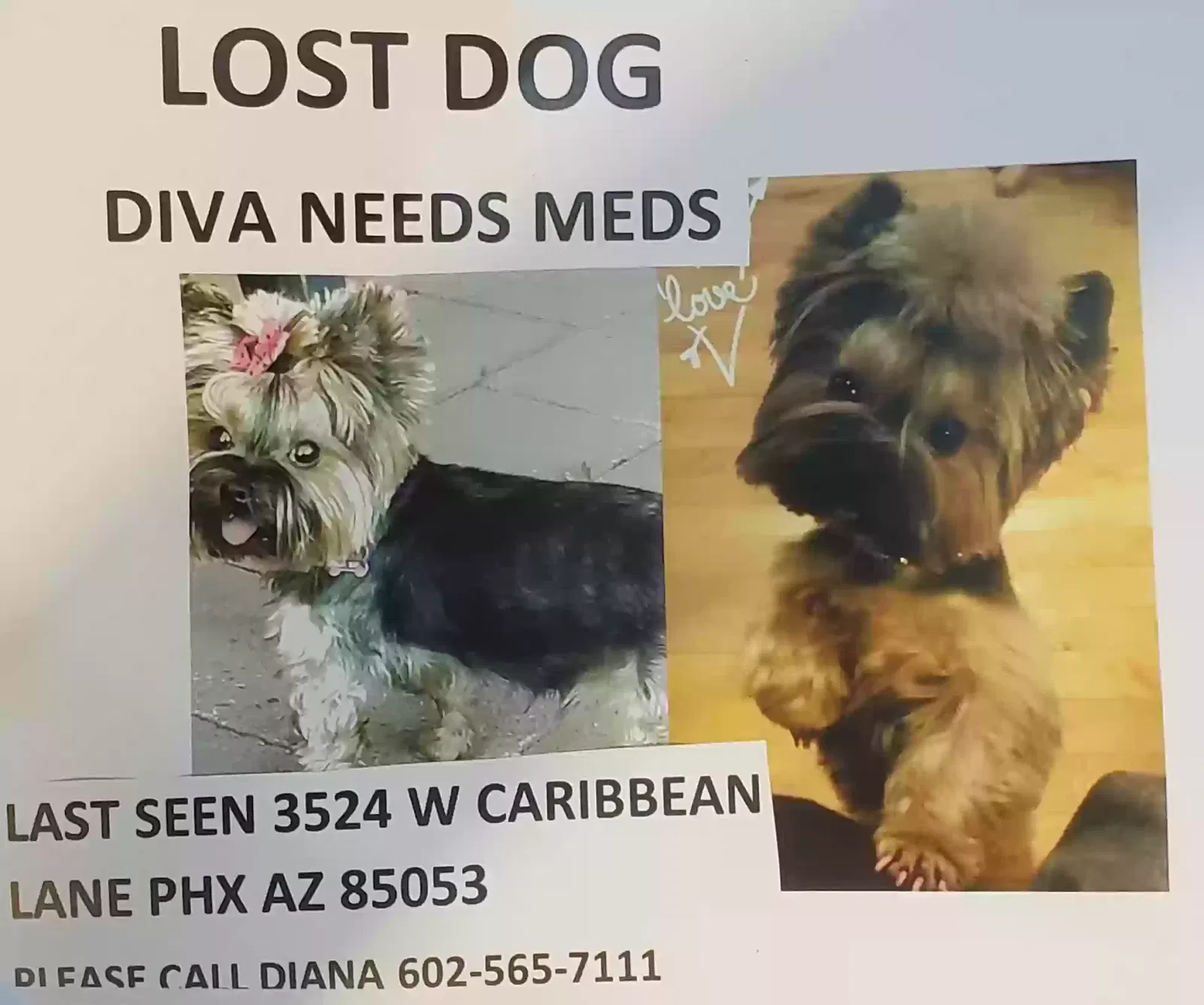 Lost dog in Phoenix, AZ, 85053