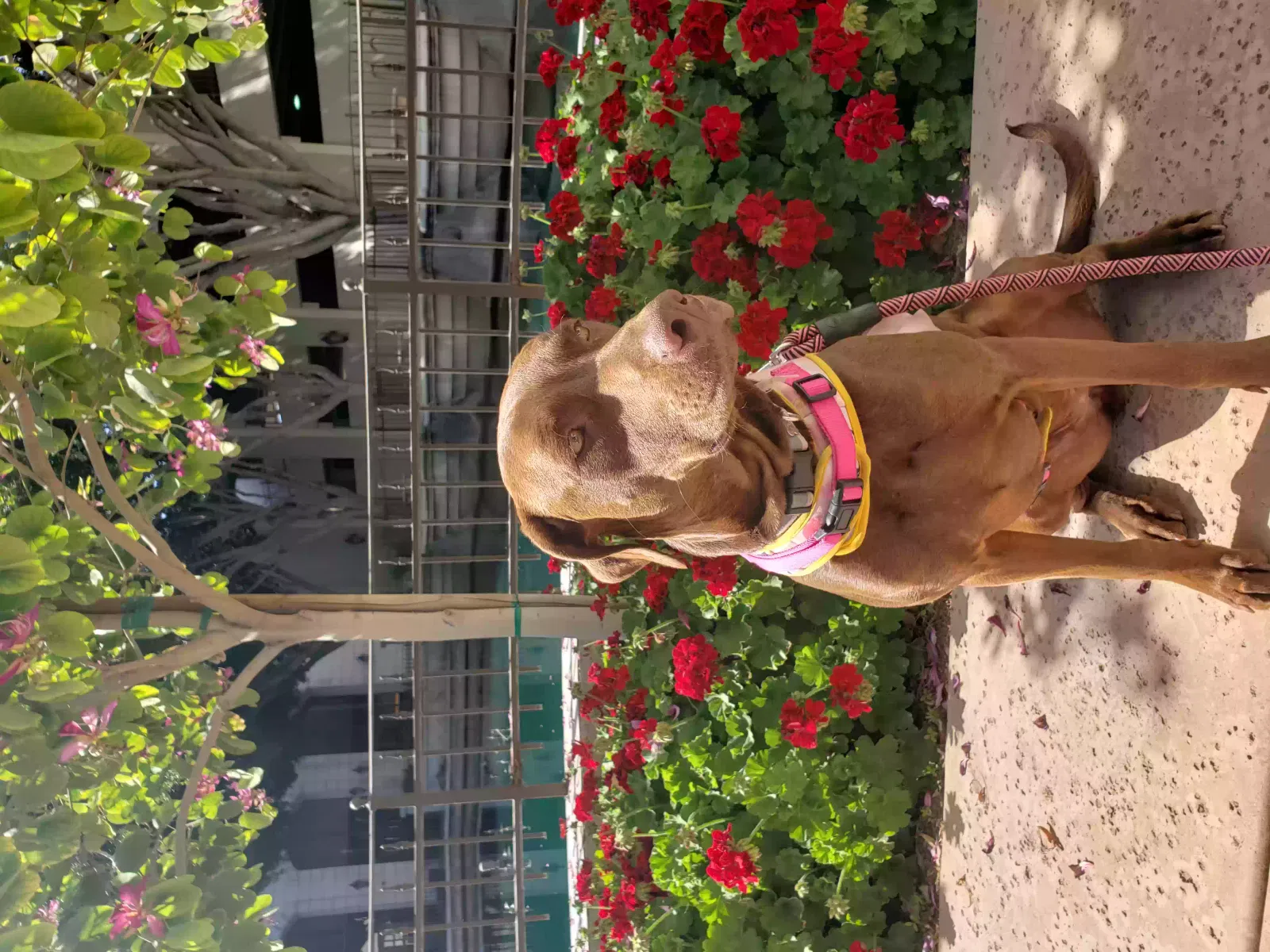 Lost dog in Phoenix, AZ, 85029