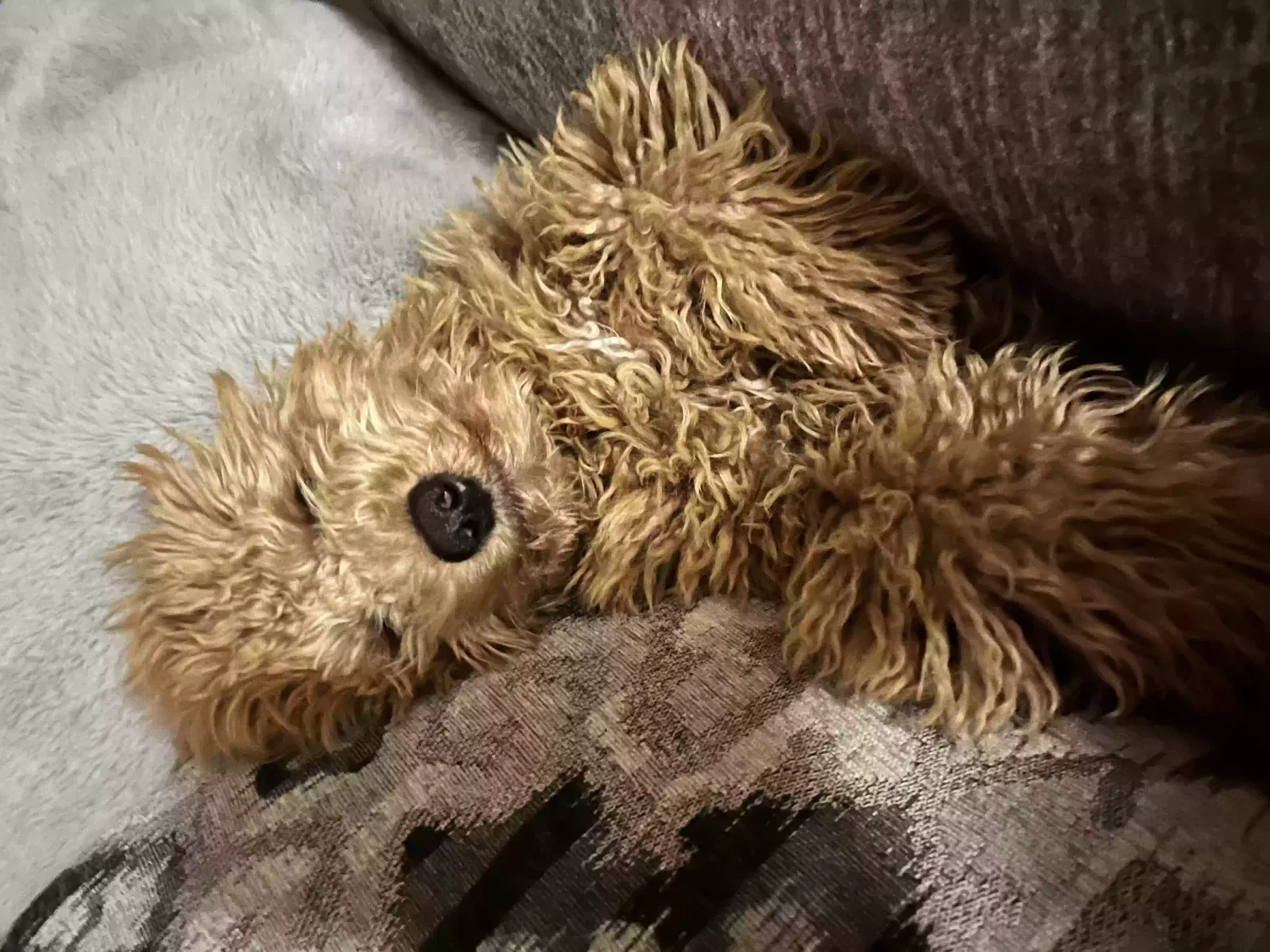 Lost dog in Wichita, KS, 67207