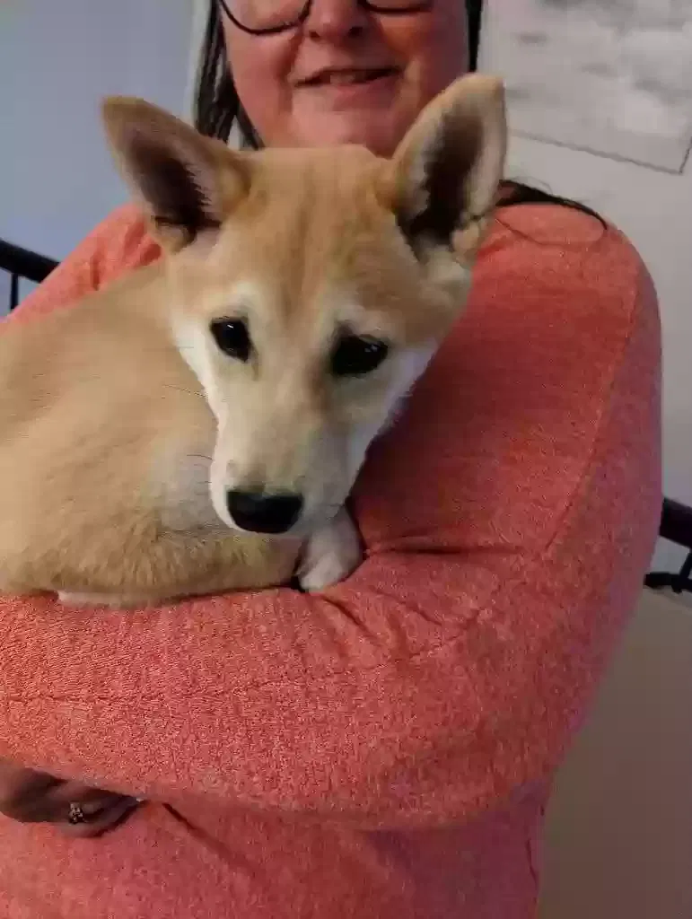 Lost dog in Gap, PA, 17527