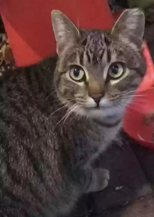 Lost cat in Barrington, IL, 60010