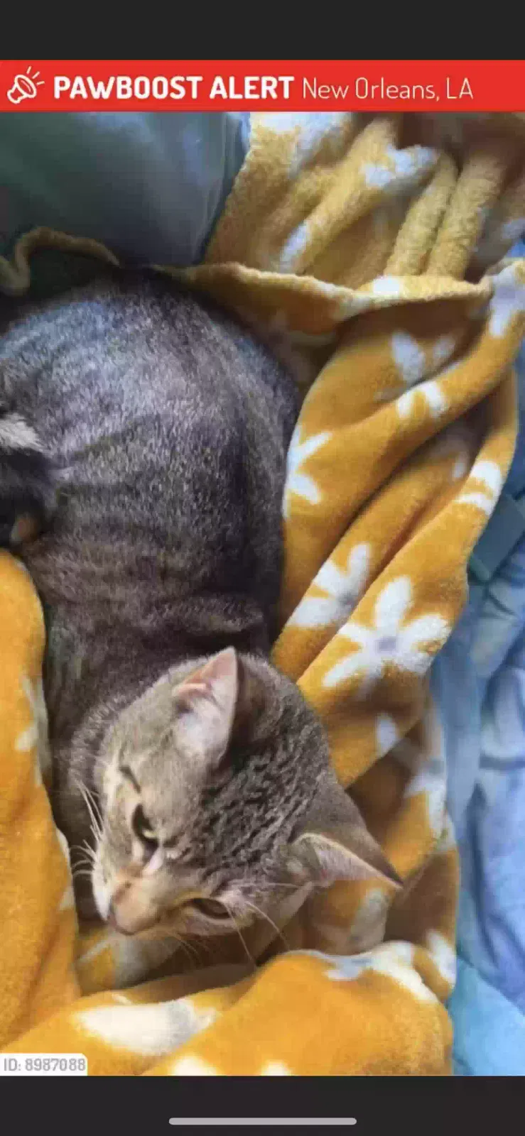 Lost cat in New Orleans, LA, 70124