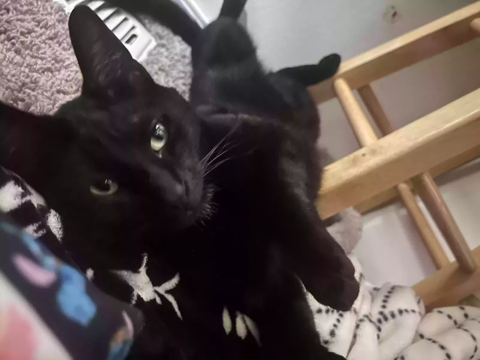 Lost cat in Snohomish, WA, 98290