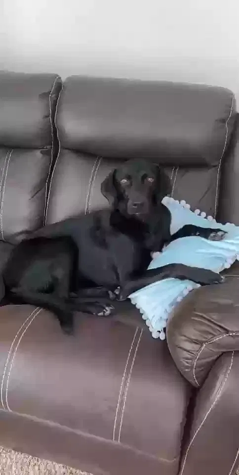 Lost dog in Garland, TX, 75040