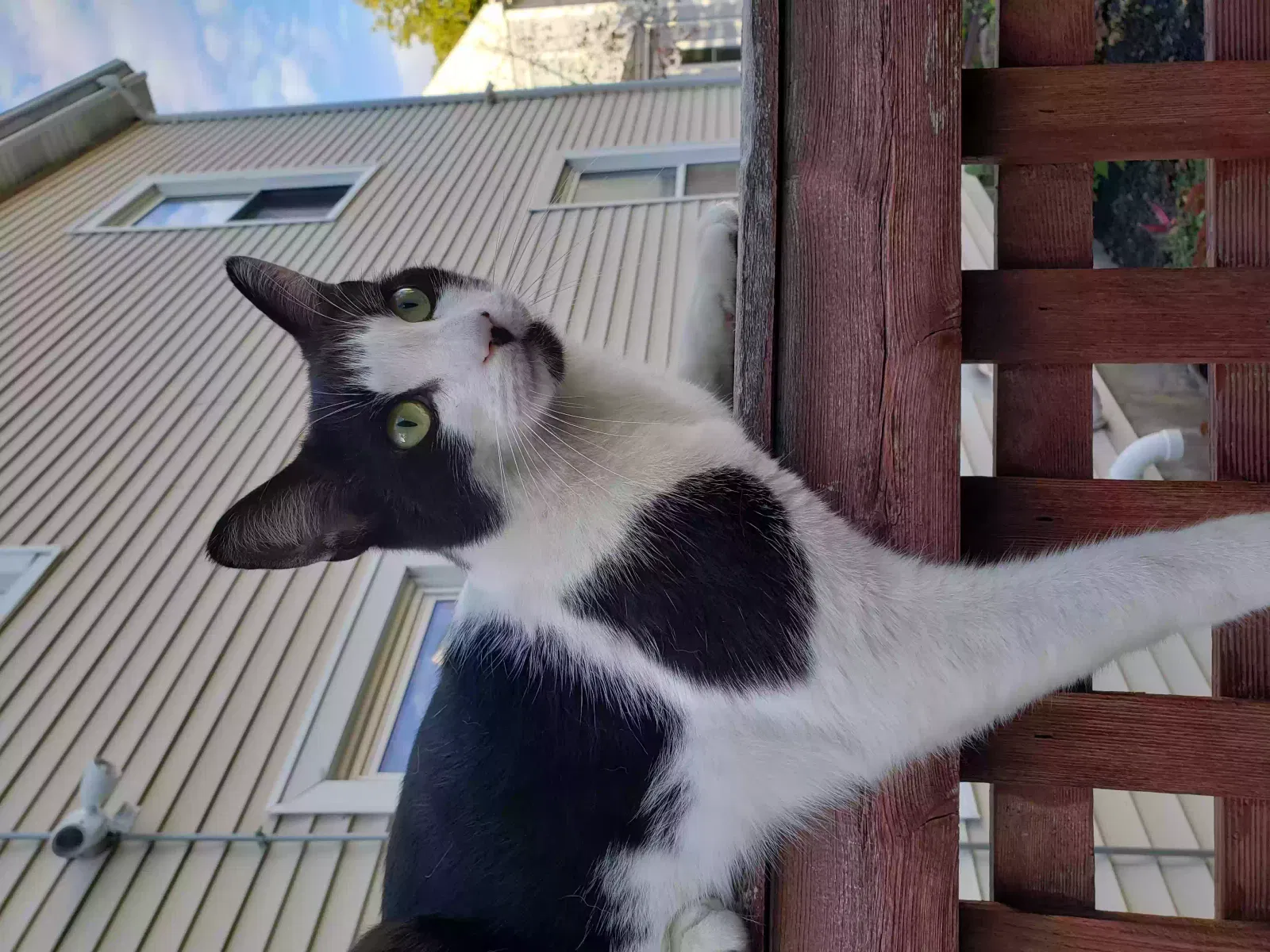 Lost cat in Dorchester, MA, 2125