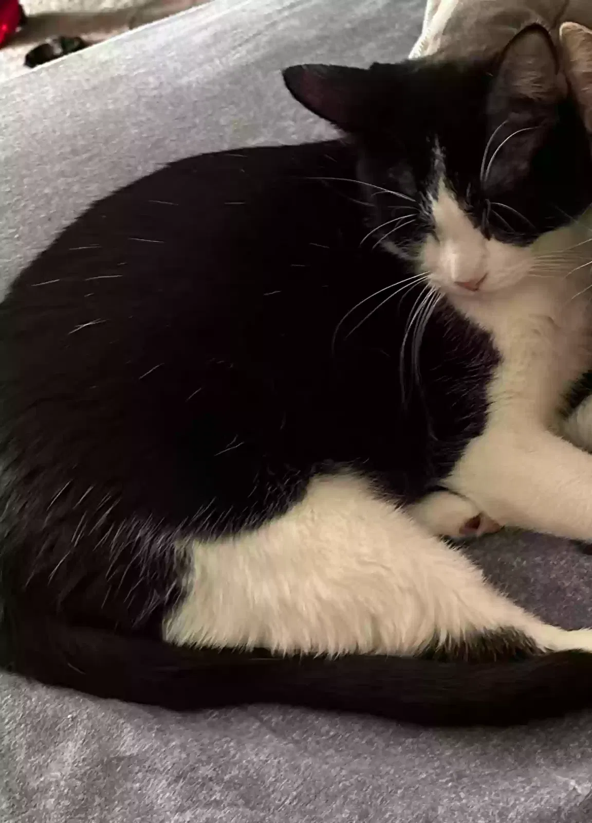 Lost cat in Yukon, OK, 73099