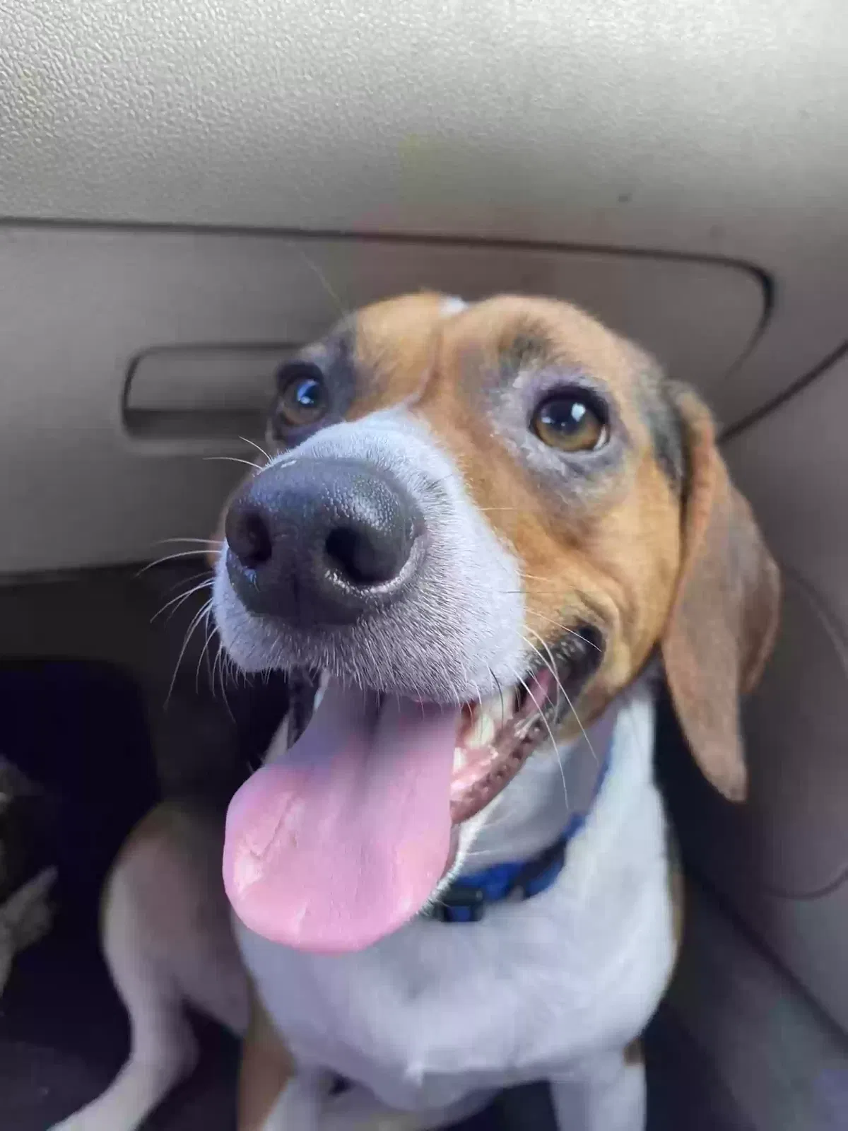 Lost dog in Baton Rouge, LA, 70806
