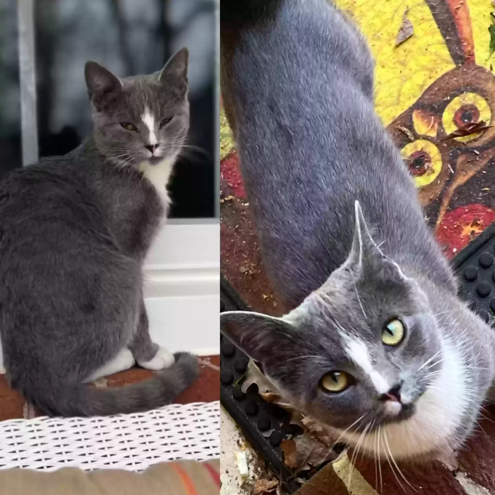 Lost cat in Beaverdam, VA, 23015