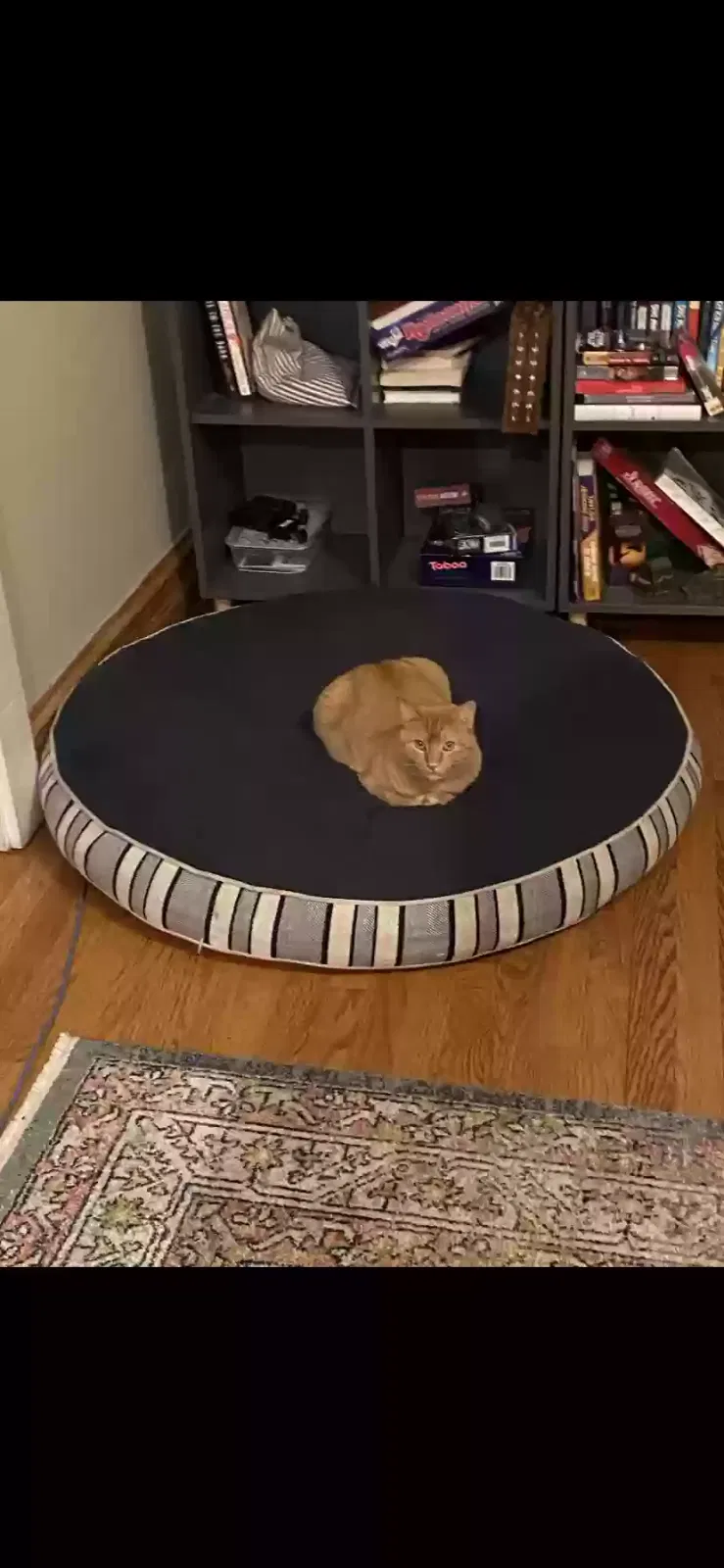 Lost cat in Oak Park, IL, 60304