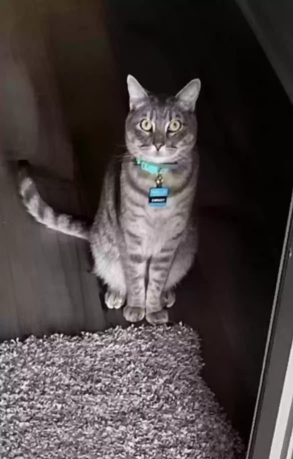 Lost cat in Anna, TX, 75409