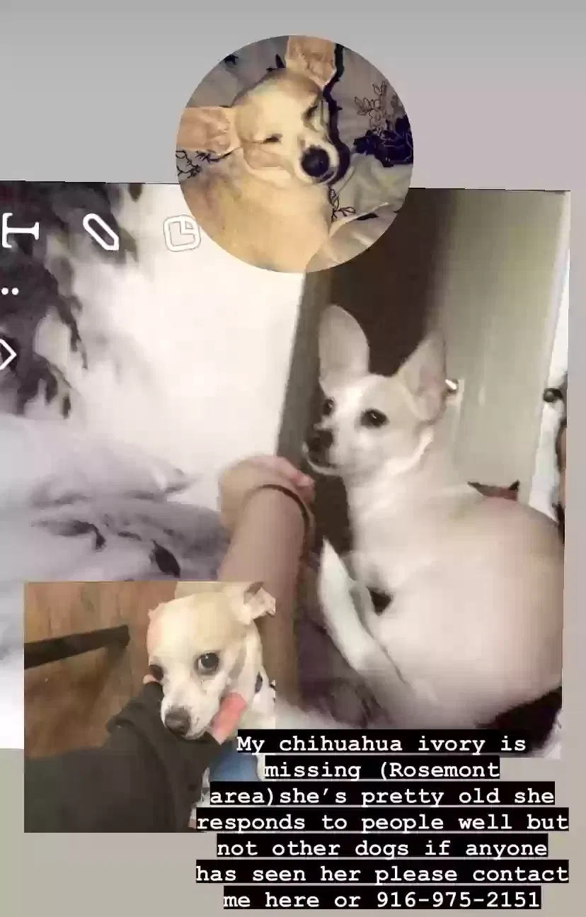 Lost dog in Sacramento, CA, 95826