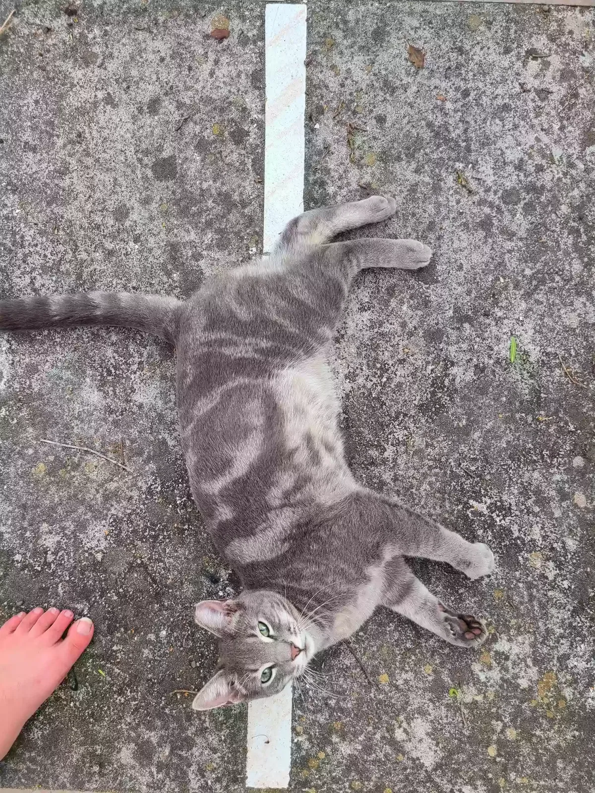 Lost cat in Orlando, FL, 32810