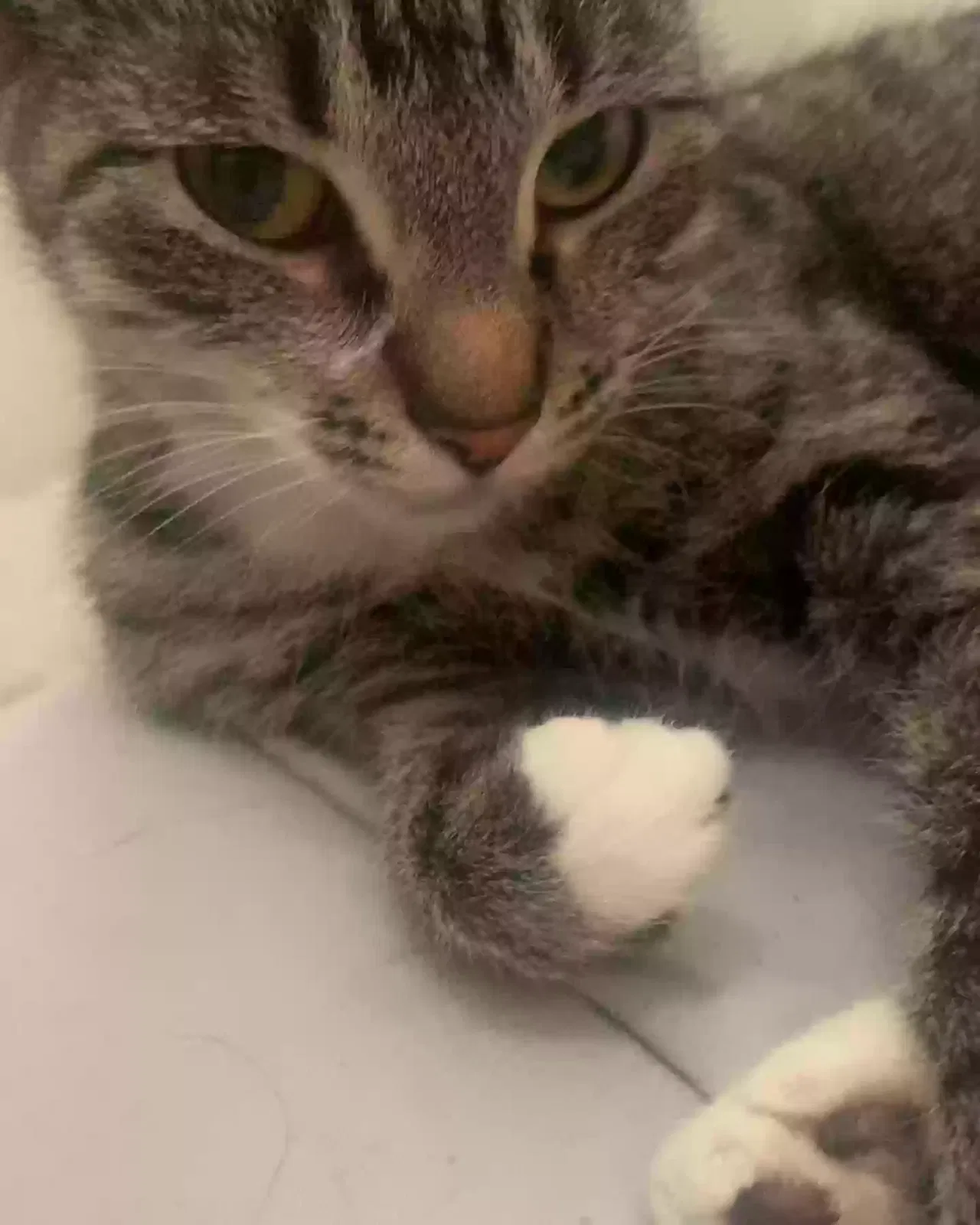 Lost cat in Vancouver, WA, 98664