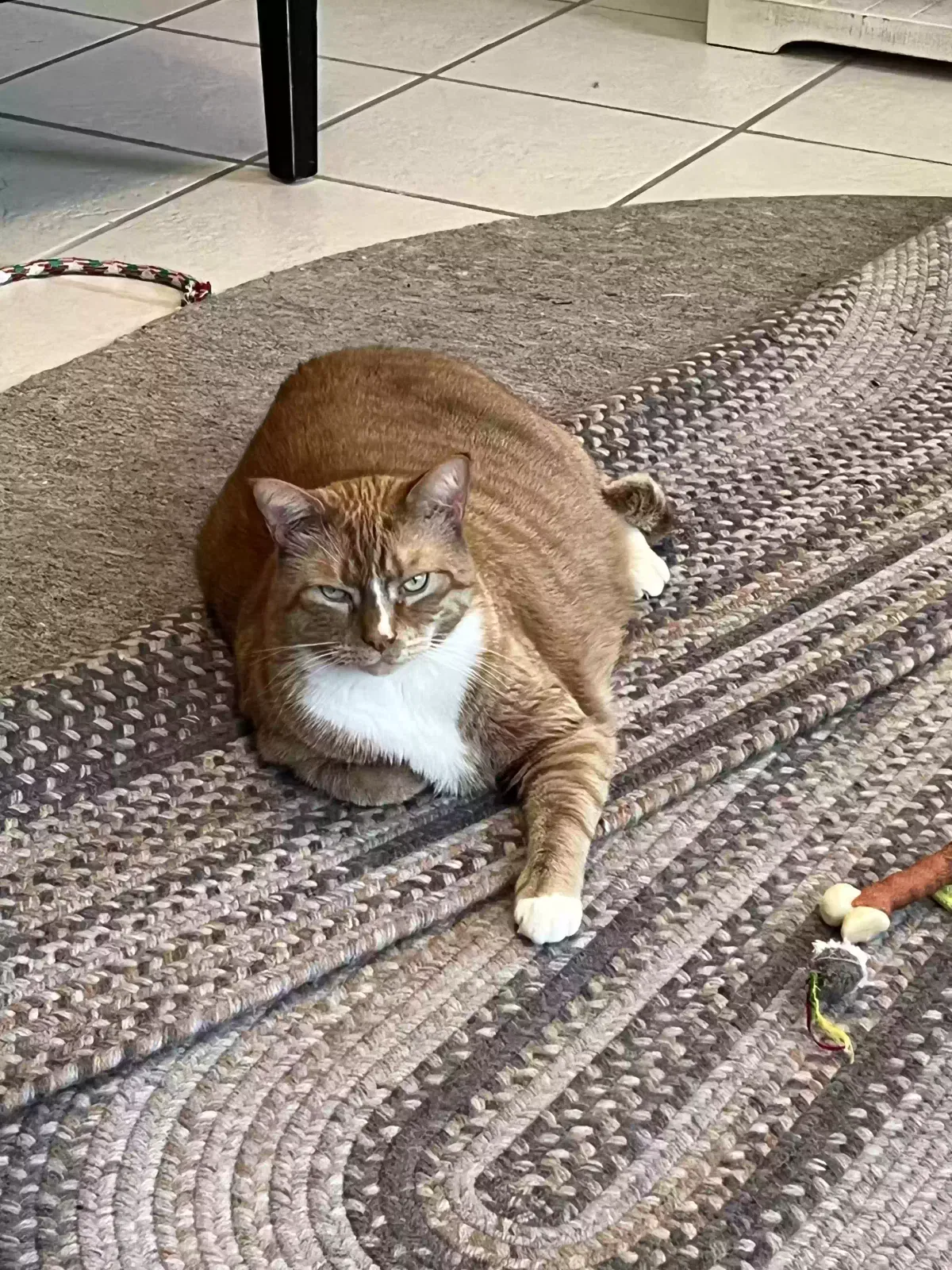 Lost cat in Stamford, CT, 6906