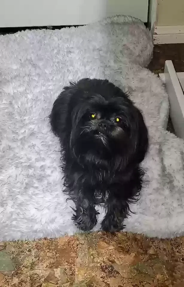 Lost dog in Hesperia, CA, 92345