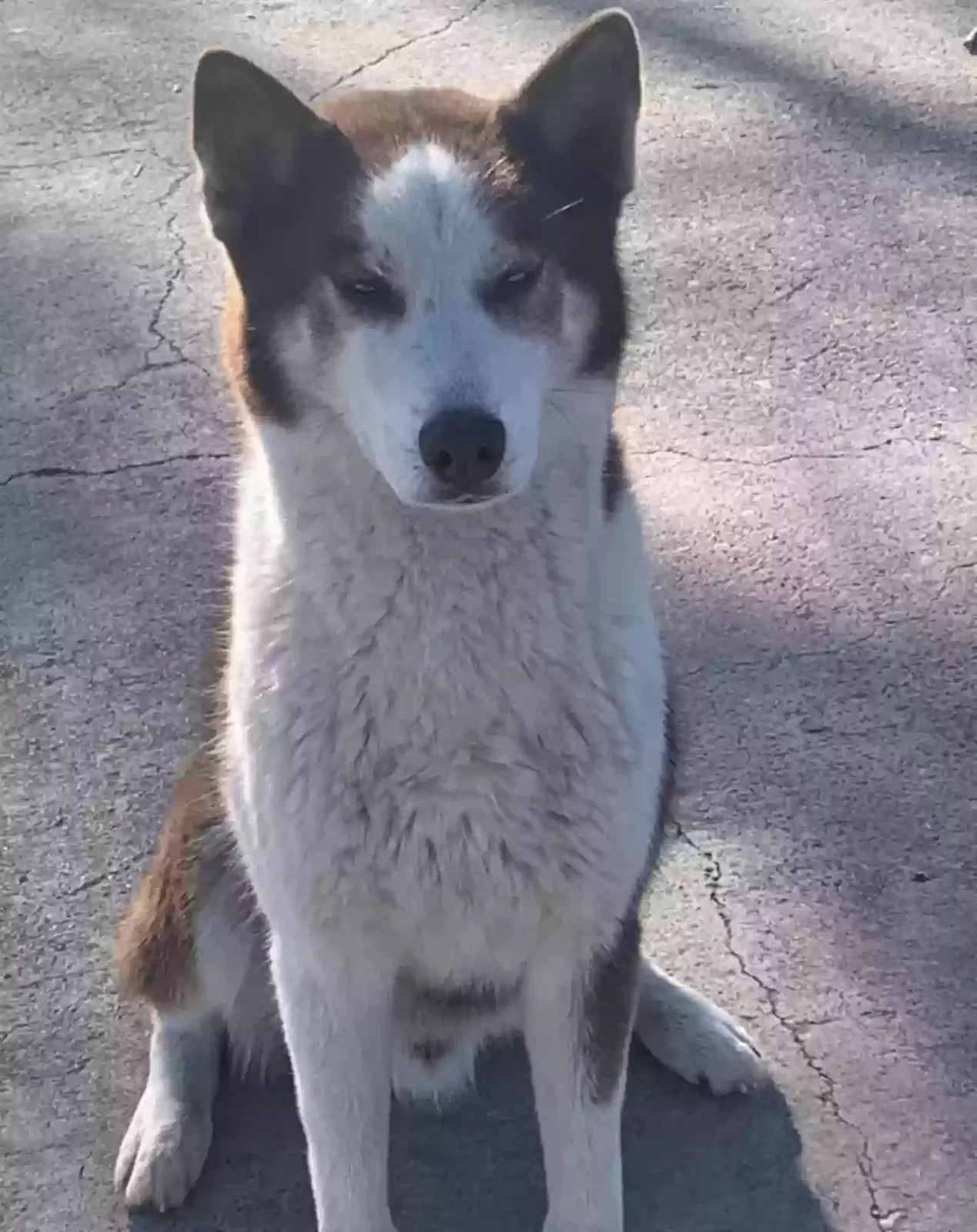 Lost dog in San Antonio, TX, 78252