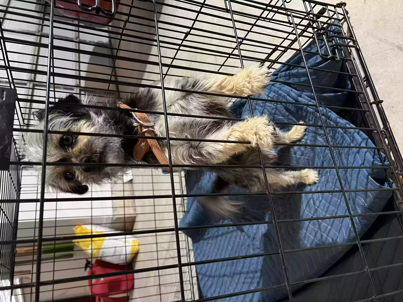 Found dog in Norman, OK, 73072