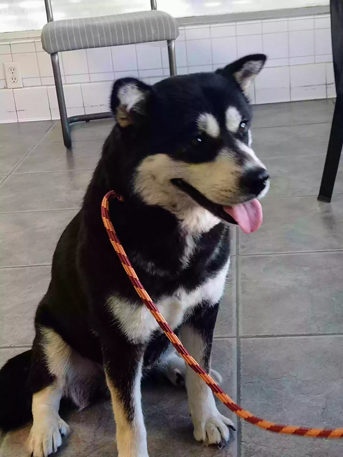 Lost dog in Temecula, CA, 92592