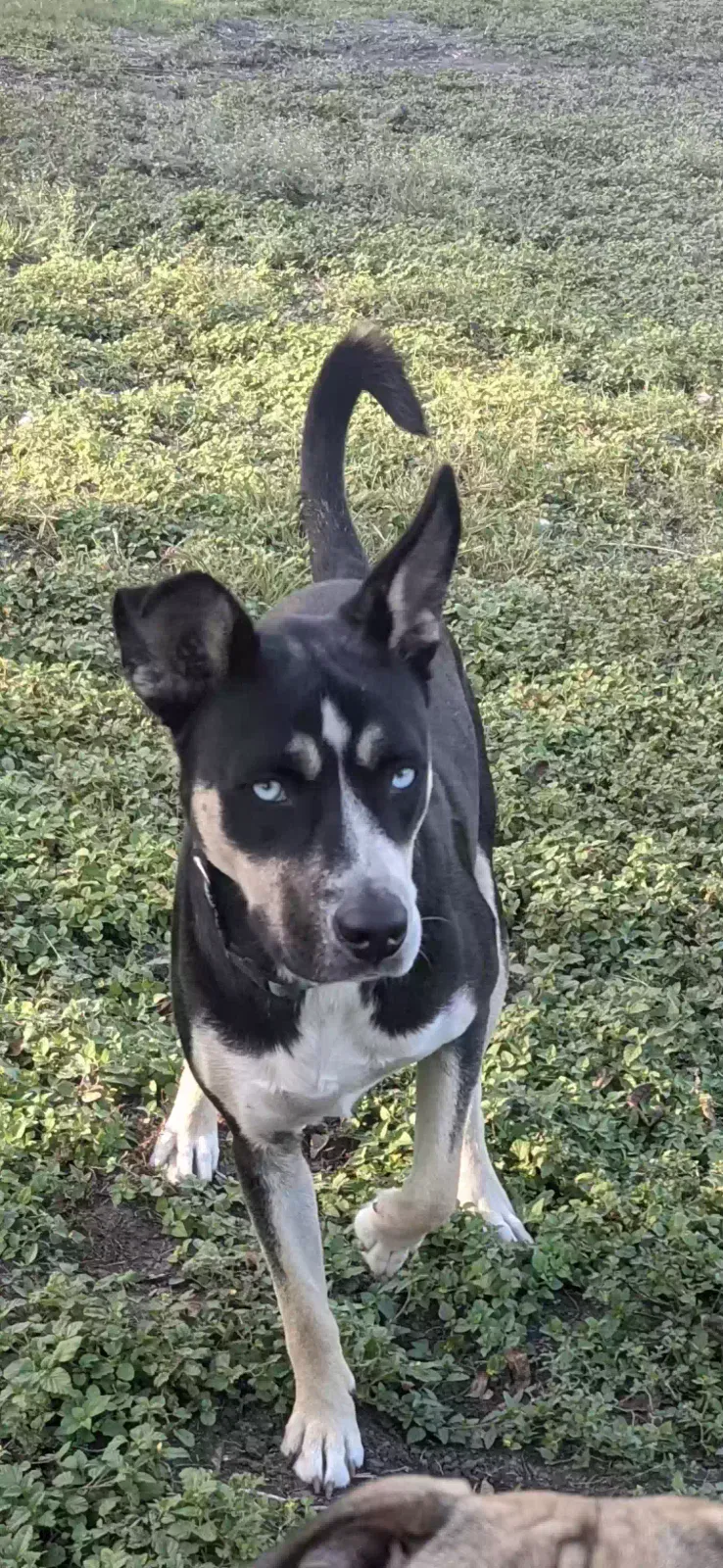 Lost dog in San Antonio, TX, 78221