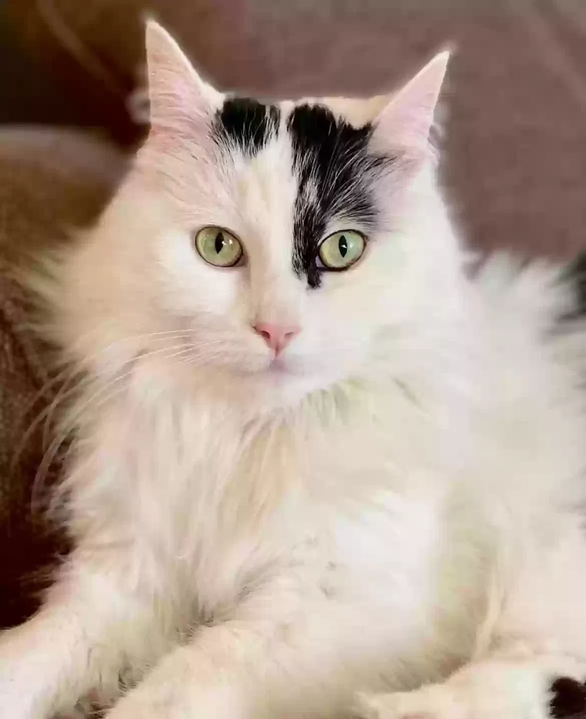 Lost cat in Pensacola, FL, 32526
