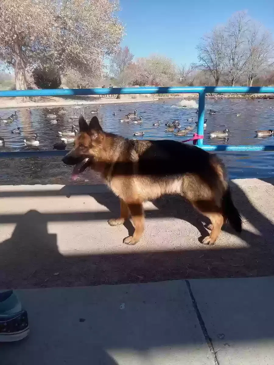 Lost dog in Albuquerque, NM, 87123