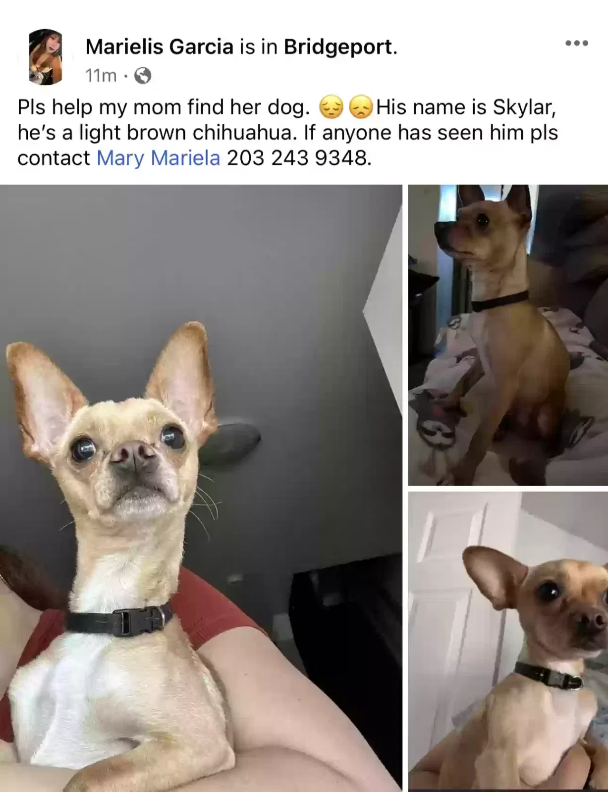 Lost dog in Bridgeport, CT, 6605