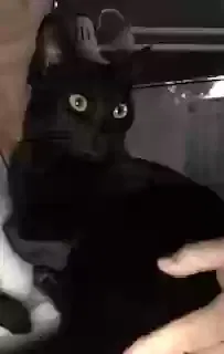 Lost cat in Phoenix, AZ, 85050