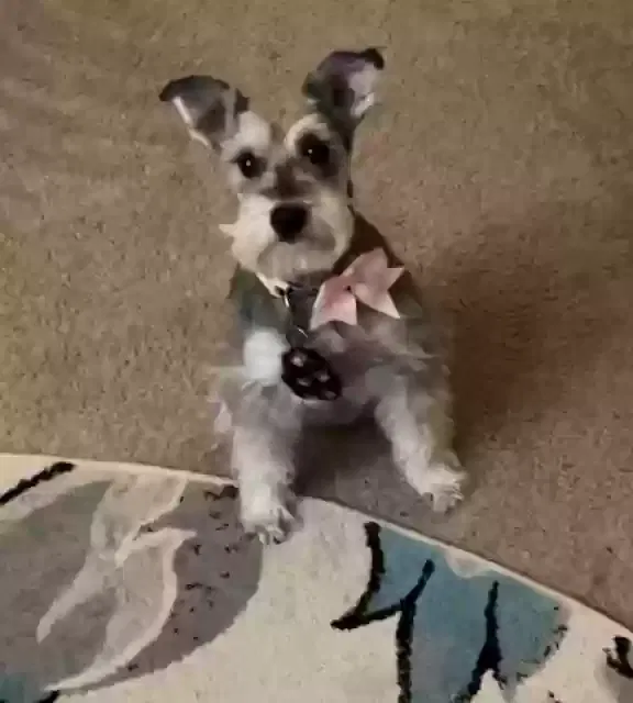 Lost dog in Newcastle, OK, 73065
