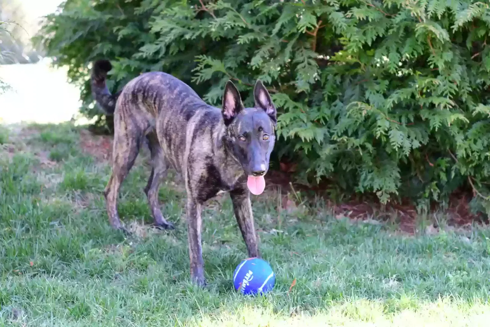 Lost dog in Murfreesboro, TN, 37129