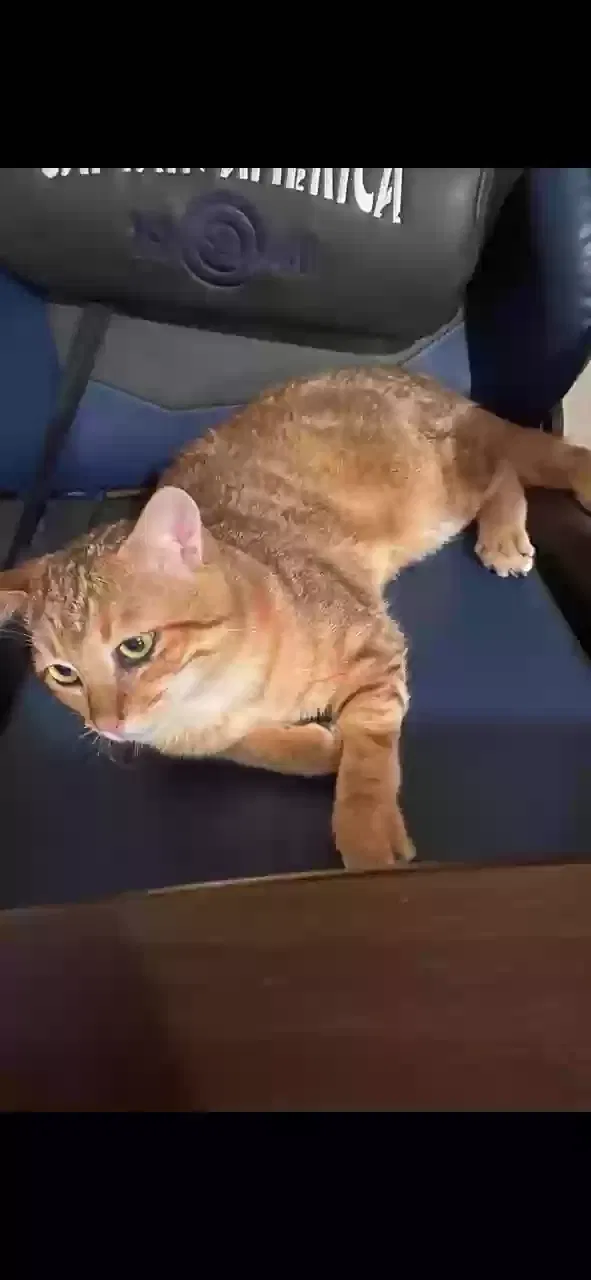 Lost cat in Atlanta, GA, 30318
