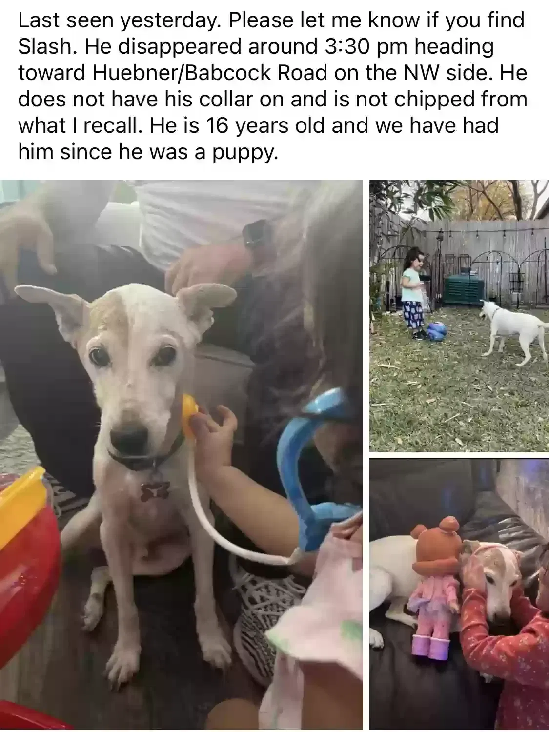Lost dog in San Antonio, TX, 78240